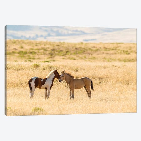 USA, Utah, Tooele County. Wild horse foals greeting.  Canvas Print #JYG757} by Jaynes Gallery Canvas Wall Art