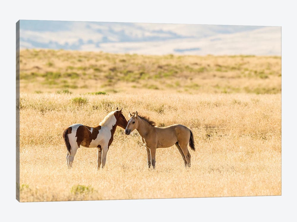 USA, Utah, Tooele County. Wild horse foals greeting.  by Jaynes Gallery 1-piece Canvas Art Print