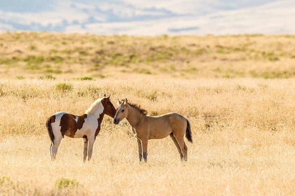 USA, Utah, Tooele County. Wild horse foals greeting.