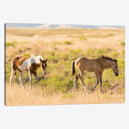 USA, Utah, Tooele County. Wild horse foals walking.  Canvas Print #JYG758} by Jaynes Gallery Canvas Print