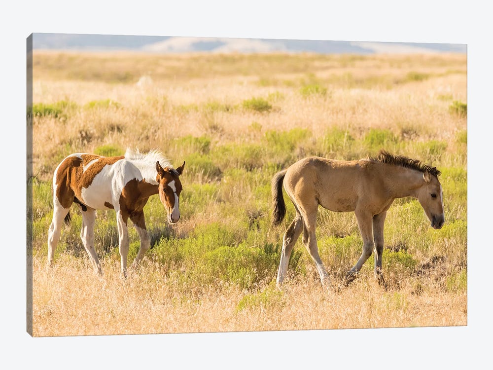 USA, Utah, Tooele County. Wild horse foals walking.  by Jaynes Gallery 1-piece Canvas Wall Art