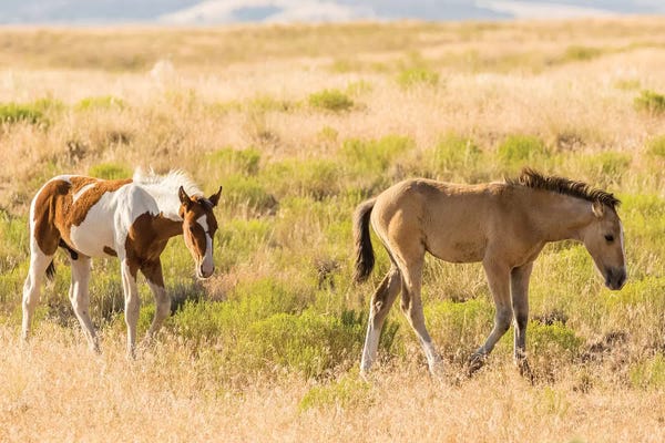 USA, Utah, Tooele County. Wild horse foals walking.