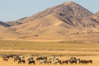 USA, Utah, Tooele County. Wild horse herd grazing.  by Jaynes Gallery framed canvas print