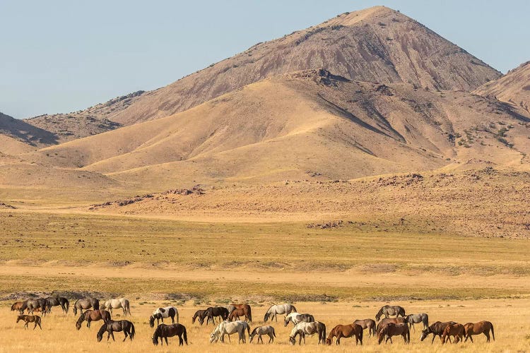 USA, Utah, Tooele County. Wild horse herd grazing. 