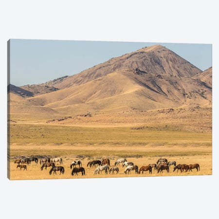 USA, Utah, Tooele County. Wild horse herd grazing.  Canvas Print #JYG759} by Jaynes Gallery Canvas Art Print