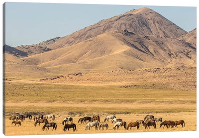 USA, Utah, Tooele County. Wild horse herd grazing.  Canvas Art Print - Utah Art
