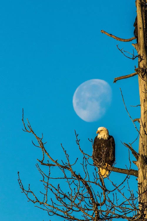 USA, Alaska, Chilkat Bald Eagle Preserve, bald eagle and moon