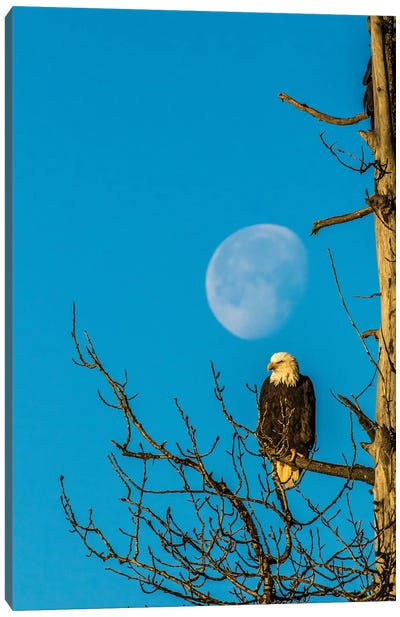 USA, Alaska, Chilkat Bald Eagle Preserve, bald eagle and moon Canvas Art Print - Jaynes Gallery