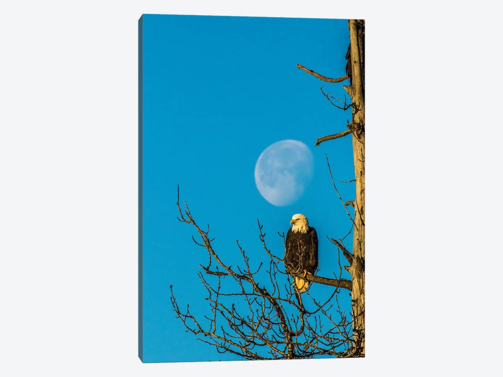 USA, Alaska, Chilkat Bald Eagle Preserve, bald eagle and moon by Jaynes Gallery 1-piece Art Print