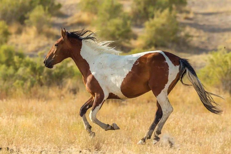 USA, Utah, Tooele County. Wild horse running. 