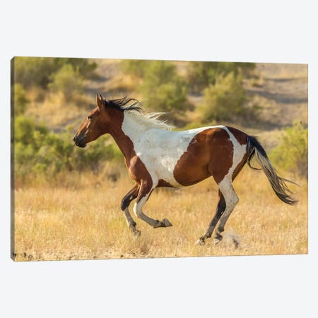 USA, Utah, Tooele County. Wild horse running.  Canvas Print #JYG760} by Jaynes Gallery Canvas Art