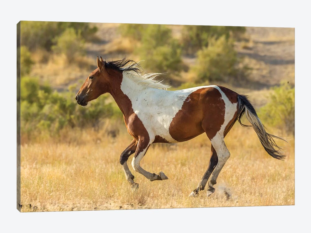 USA, Utah, Tooele County. Wild horse running.  by Jaynes Gallery 1-piece Canvas Art Print