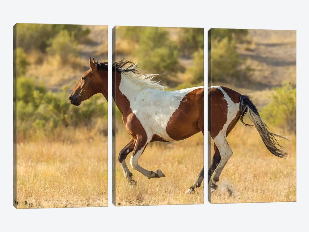 USA, Utah, Tooele County. Wild horse running.  by Jaynes Gallery 3-piece Canvas Print