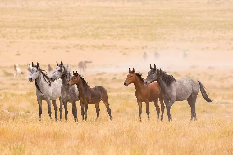 USA, Utah, Tooele County. Wild horses alert. 