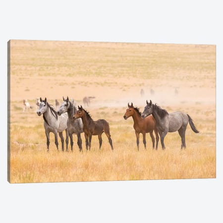USA, Utah, Tooele County. Wild horses alert.  Canvas Print #JYG762} by Jaynes Gallery Canvas Art