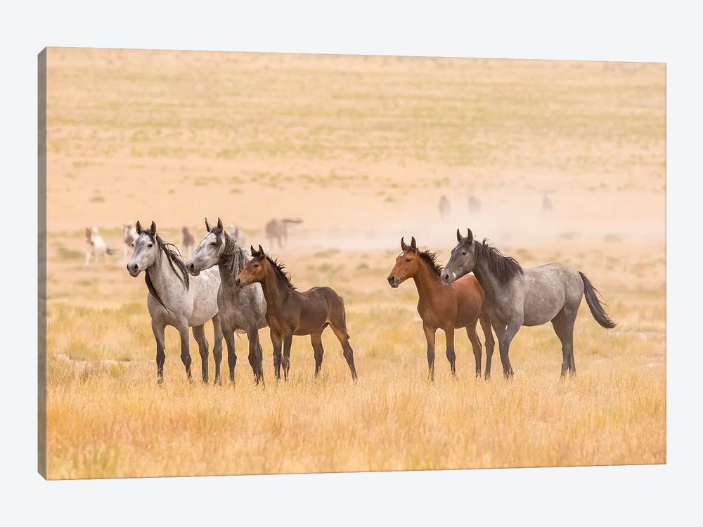USA, Utah, Tooele County. Wild horses alert.  by Jaynes Gallery 1-piece Canvas Art Print