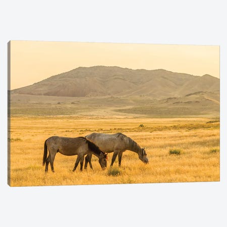 USA, Utah, Tooele County. Wild horses at sunrise.  Canvas Print #JYG763} by Jaynes Gallery Canvas Art