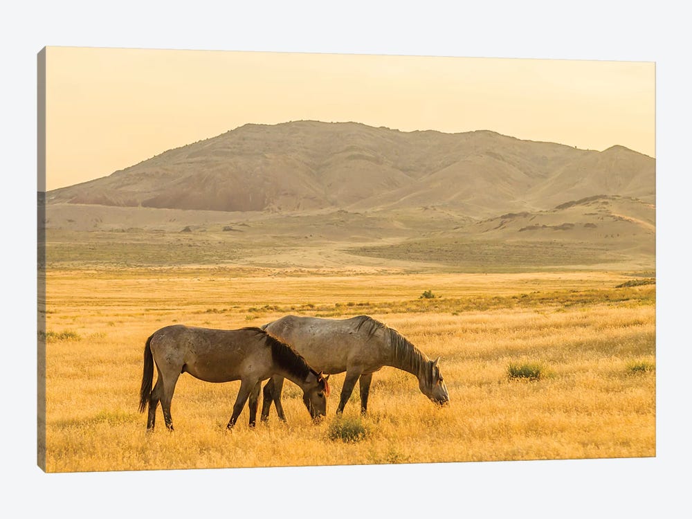 USA, Utah, Tooele County. Wild horses at sunrise.  by Jaynes Gallery 1-piece Canvas Wall Art