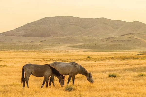 USA, Utah, Tooele County. Wild horses at sunrise.