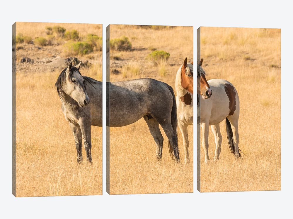 USA, Utah, Tooele County. Wild horses close-up.  by Jaynes Gallery 3-piece Canvas Art Print