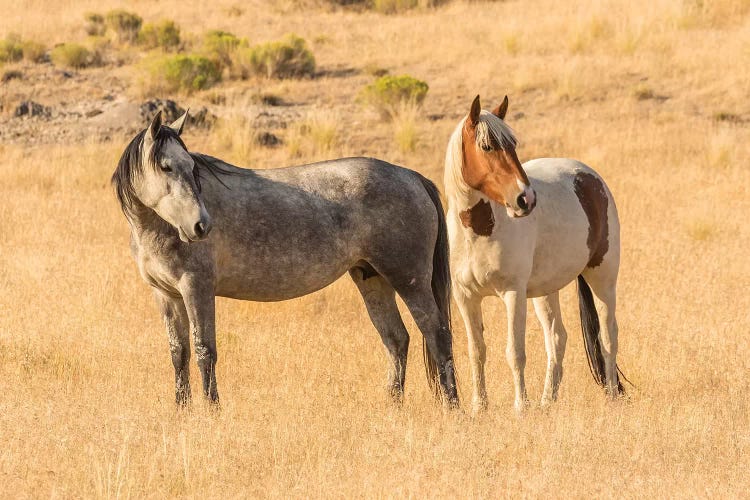 USA, Utah, Tooele County. Wild horses close-up. 