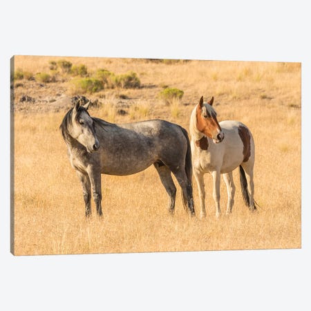 USA, Utah, Tooele County. Wild horses close-up.  Canvas Print #JYG764} by Jaynes Gallery Canvas Print