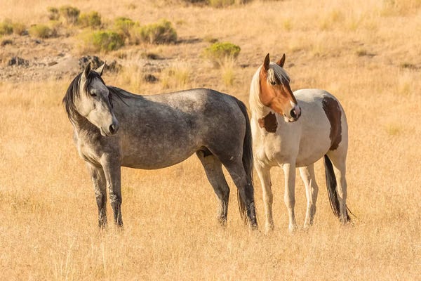 USA, Utah, Tooele County. Wild horses close-up.