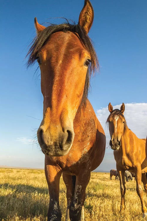 USA, Utah, Tooele County. Wild horses close-up. 