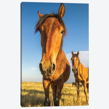 USA, Utah, Tooele County. Wild horses close-up.  Canvas Print #JYG765} by Jaynes Gallery Canvas Print