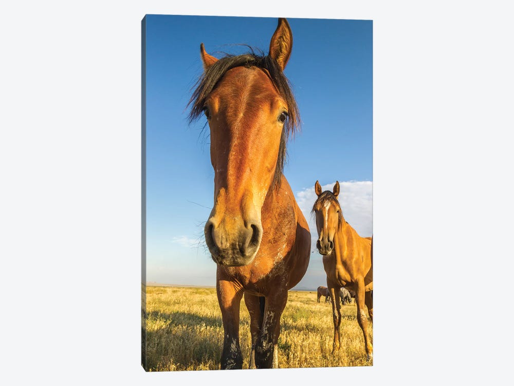 USA, Utah, Tooele County. Wild horses close-up.  by Jaynes Gallery 1-piece Canvas Wall Art