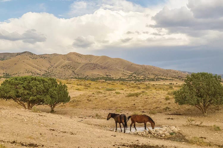 USA, Utah, Tooele County. Wild horses drinking from waterhole. 