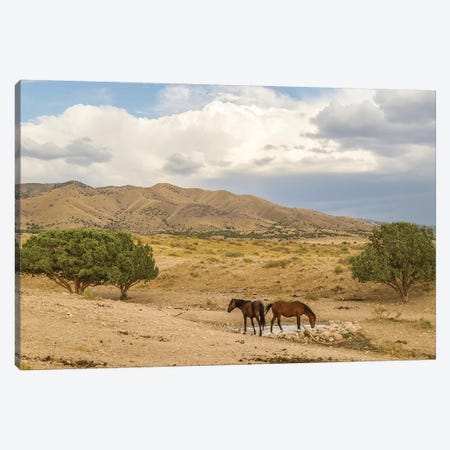 USA, Utah, Tooele County. Wild horses drinking from waterhole.  Canvas Print #JYG766} by Jaynes Gallery Art Print