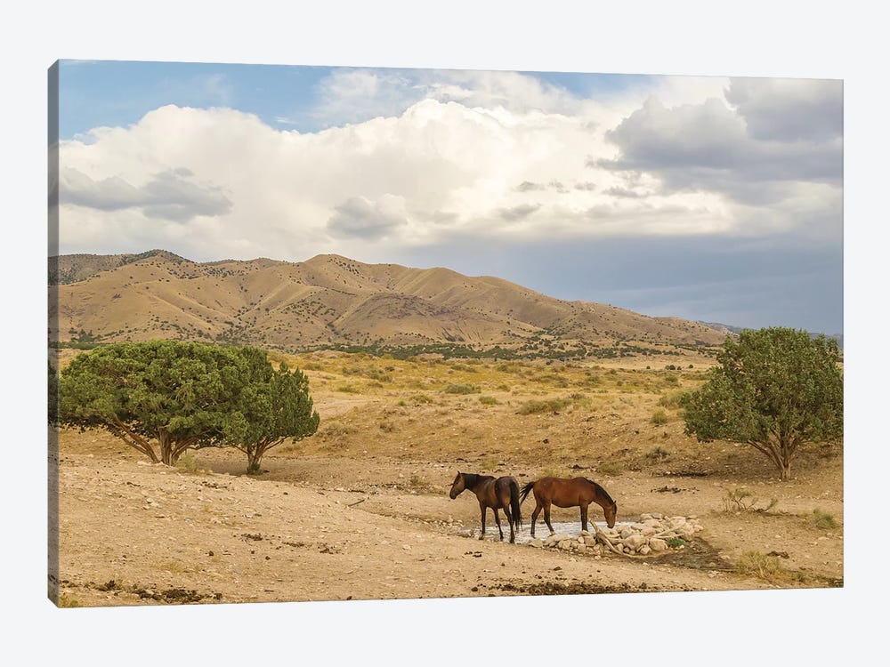 USA, Utah, Tooele County. Wild horses drinking from waterhole.  by Jaynes Gallery 1-piece Canvas Art Print