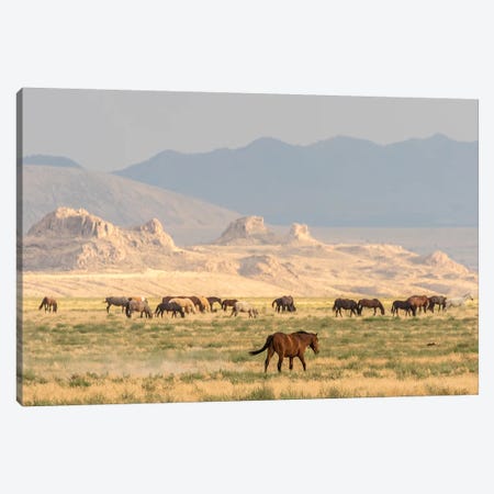 USA, Utah, Tooele County. Wild horses grazing.  Canvas Print #JYG767} by Jaynes Gallery Canvas Art Print