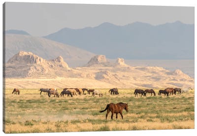 USA, Utah, Tooele County. Wild horses grazing.  Canvas Art Print - Utah Art