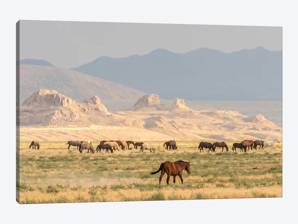 USA, Utah, Tooele County. Wild horses grazing.  by Jaynes Gallery 1-piece Canvas Artwork