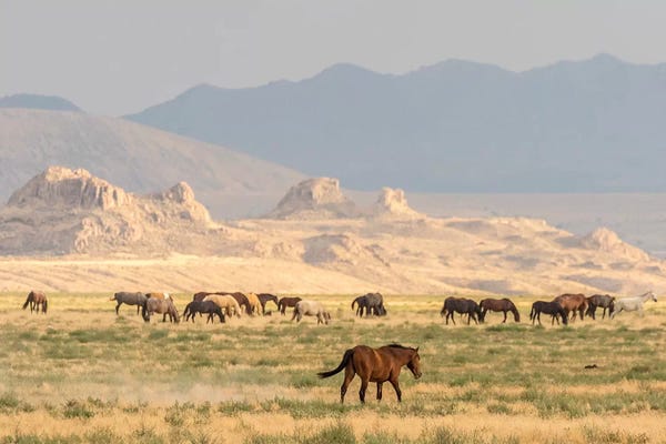 USA, Utah, Tooele County. Wild horses grazing.