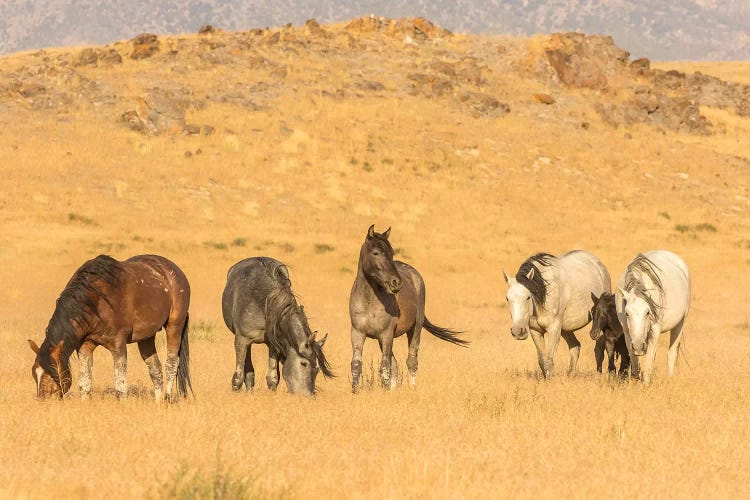 USA, Utah, Tooele County. Wild horses on plain. 