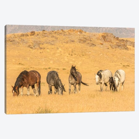 USA, Utah, Tooele County. Wild horses on plain.  Canvas Print #JYG768} by Jaynes Gallery Canvas Wall Art