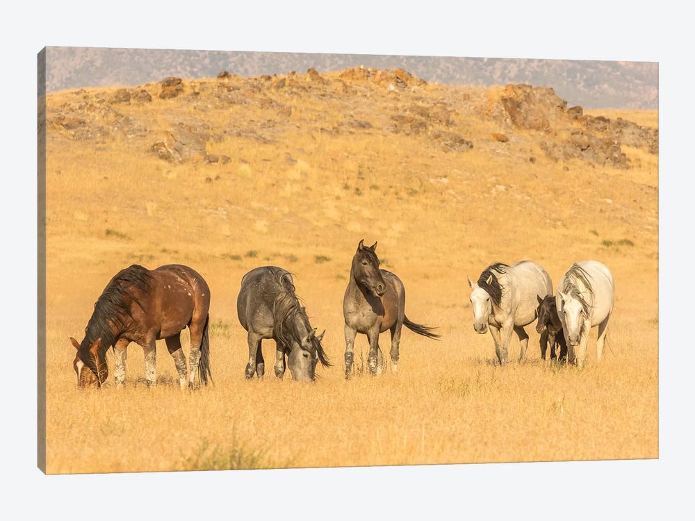 USA, Utah, Tooele County. Wild horses on plain.  by Jaynes Gallery 1-piece Canvas Print