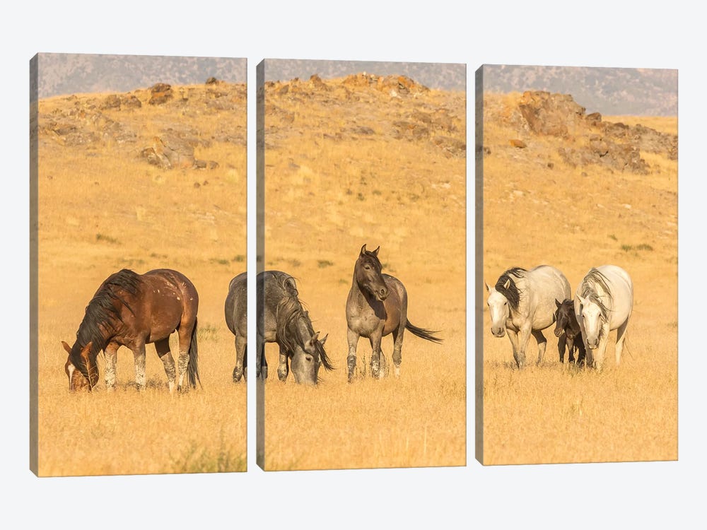 USA, Utah, Tooele County. Wild horses on plain.  by Jaynes Gallery 3-piece Canvas Print