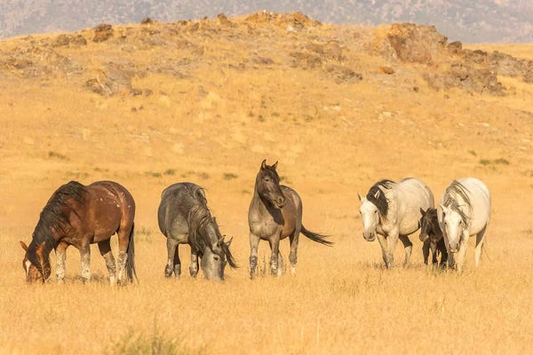 USA, Utah, Tooele County. Wild horses on plain.
