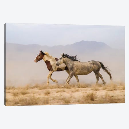 USA, Utah, Tooele County. Wild horses running.  Canvas Print #JYG770} by Jaynes Gallery Art Print