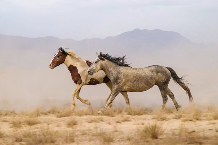 USA, Utah, Tooele County. Wild horses running. 