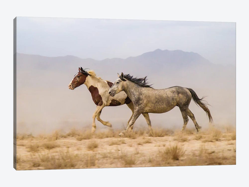 USA, Utah, Tooele County. Wild horses running.  by Jaynes Gallery 1-piece Canvas Wall Art