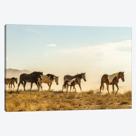 USA, Utah, Tooele County. Wild horses walking.  Canvas Print #JYG771} by Jaynes Gallery Canvas Print