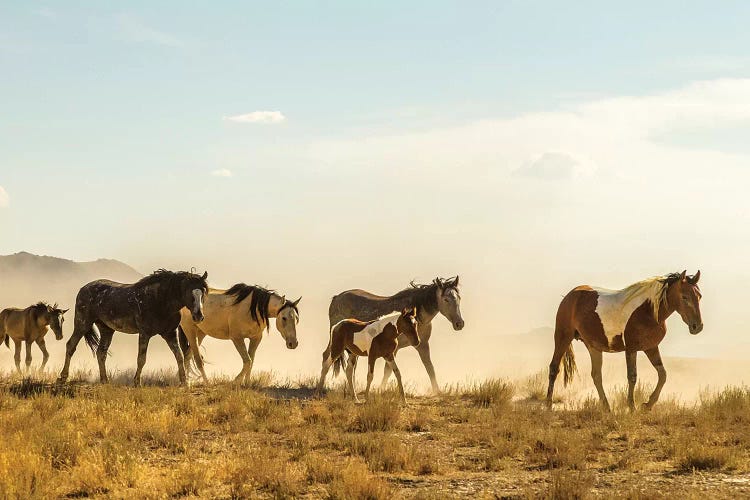 USA, Utah, Tooele County. Wild horses walking. 