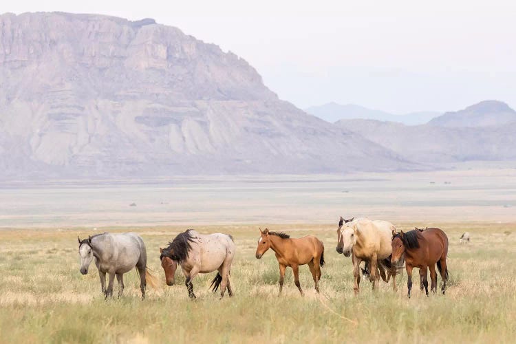 USA, Utah, Tooele County. Wild horses walking. 