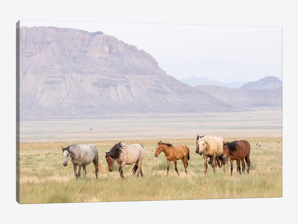 USA, Utah, Tooele County. Wild horses walking.  by Jaynes Gallery 1-piece Canvas Art