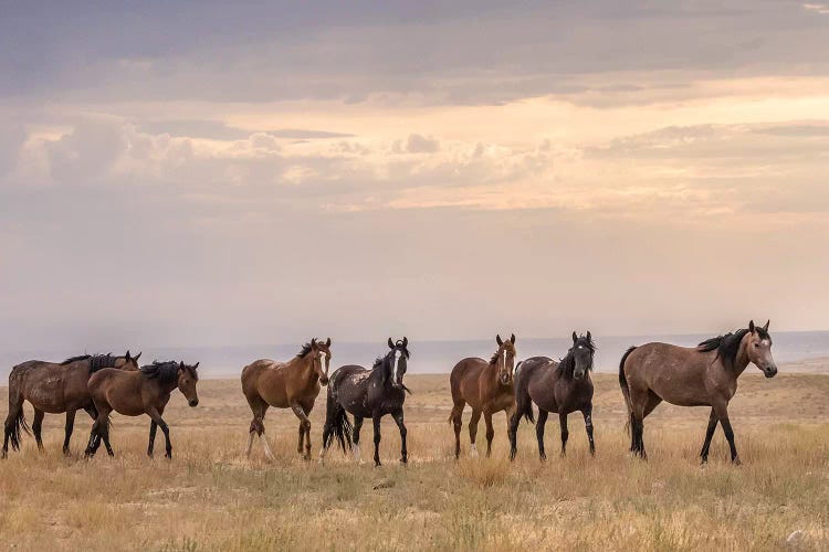 USA, Utah, Tooele County. Wild horses walking. 